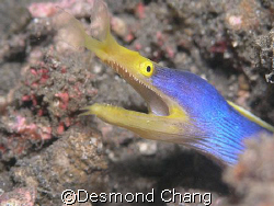 Blue ribbon! Closeup in Lembeh Straits - Indonesia by Desmond Chang 